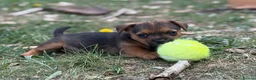 Mixed Breed dogs for sale: Terrier mix x Jack russell - Advert 11