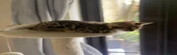 Bengal cats for sale: Pure Bengal Kittens - Advert 3