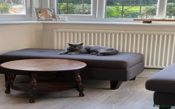 British Shorthair cats for sale: Fluffy British Shorthair Kitten  - Advert 5