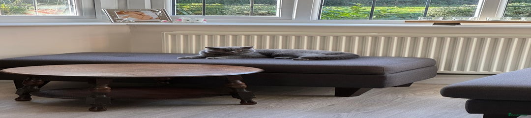 British Shorthair Kitten 1