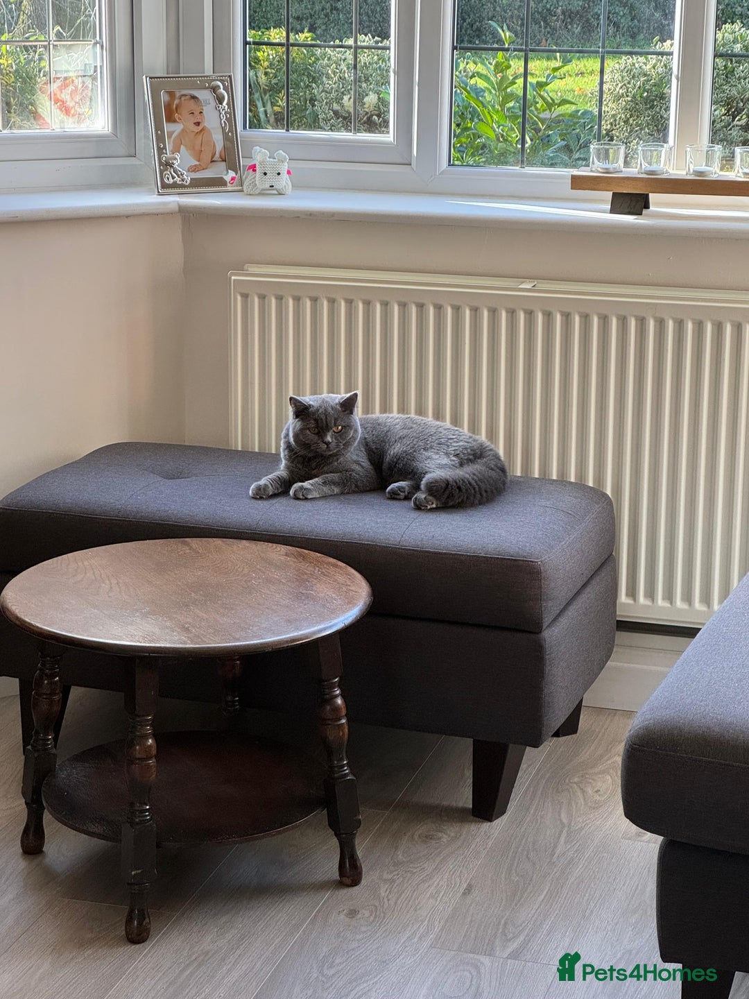 British Shorthair cats for sale: Fluffy British Shorthair Kitten  - Advert 5