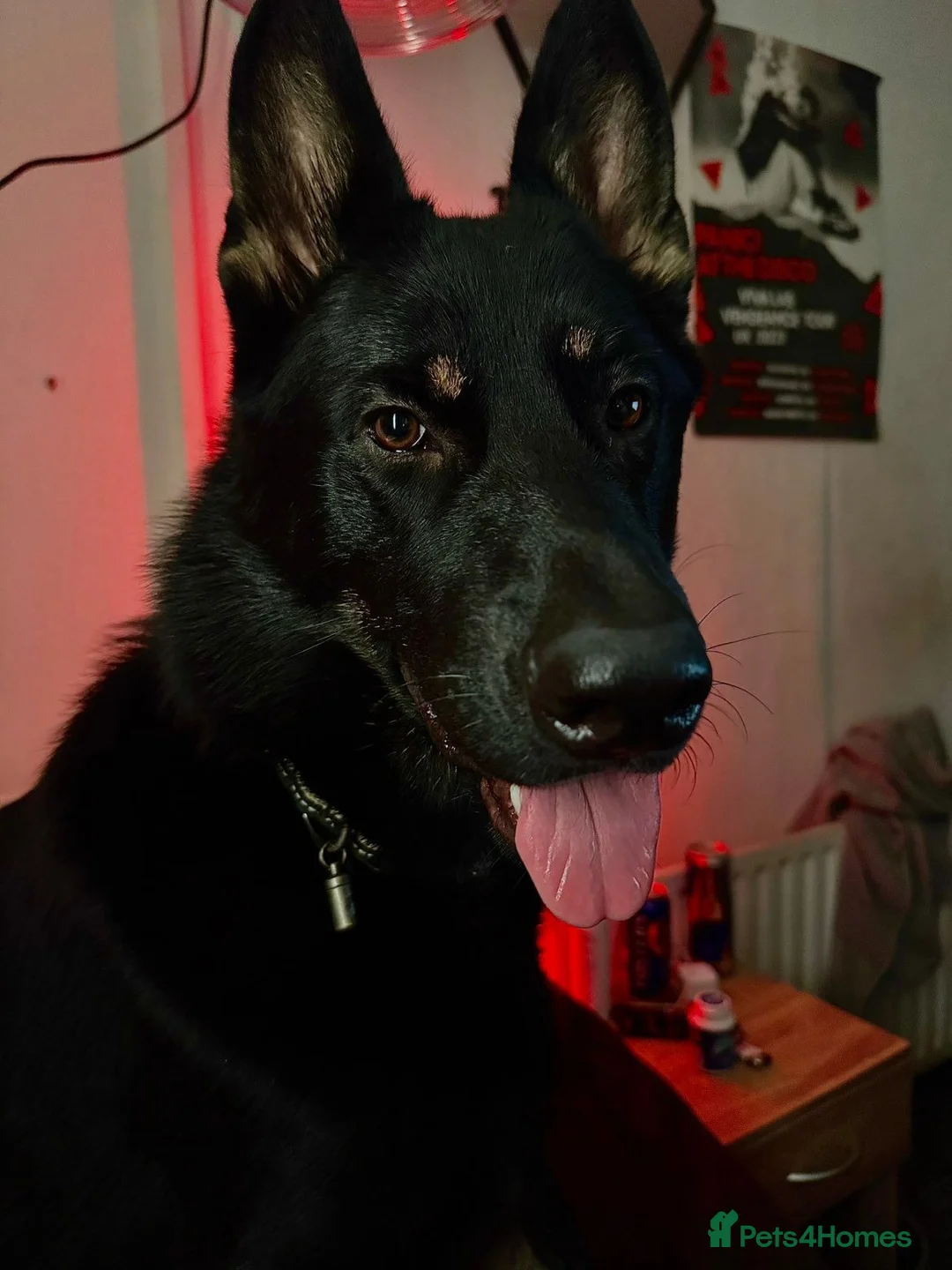 German Shepherd dogs for sale: This handsome fella is max.  - Advert 5