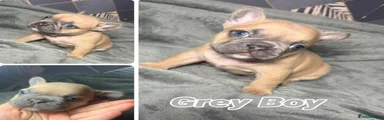 French Bulldog 1