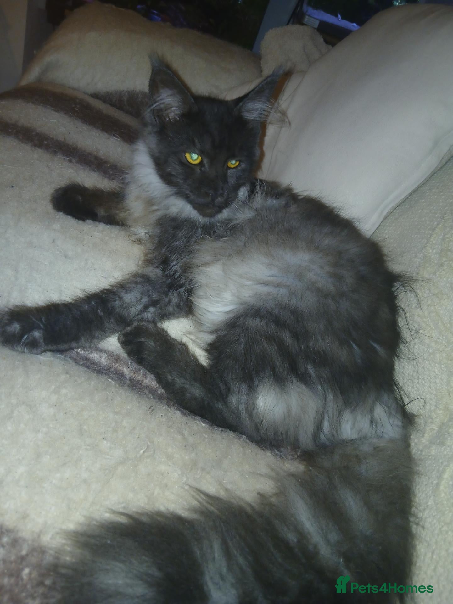 Maine Coon cats Maine coon Male - Advert 14