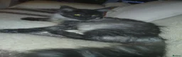 Maine Coon cats for sale: Maine coon Male - Advert 9