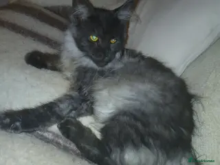 Maine Coon cats Maine coon Male - Advert 14