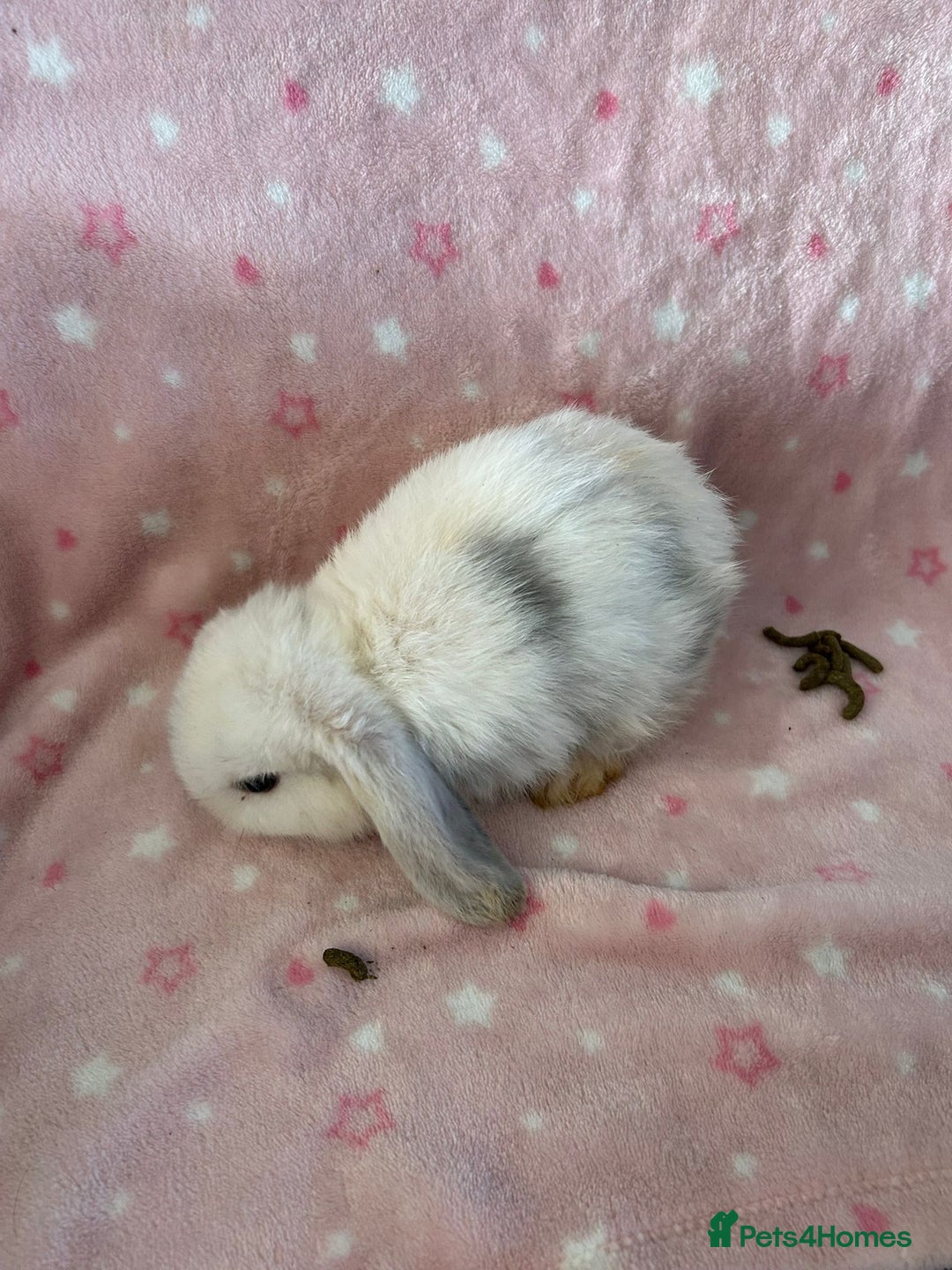 Mini Lop rabbits for sale: Pure Breed Mini Lop baby bunnies ready 1st Aug - Image 15