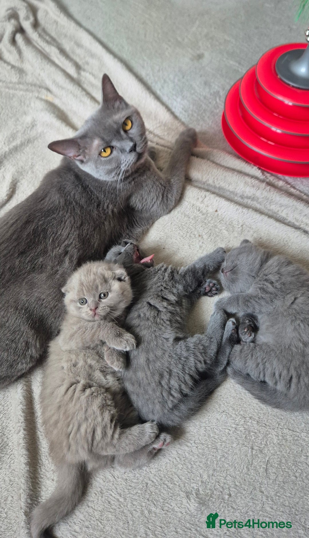 Scottish Fold cats for sale: Scottish fold/straight, lilac and grey colour  - Advert 8