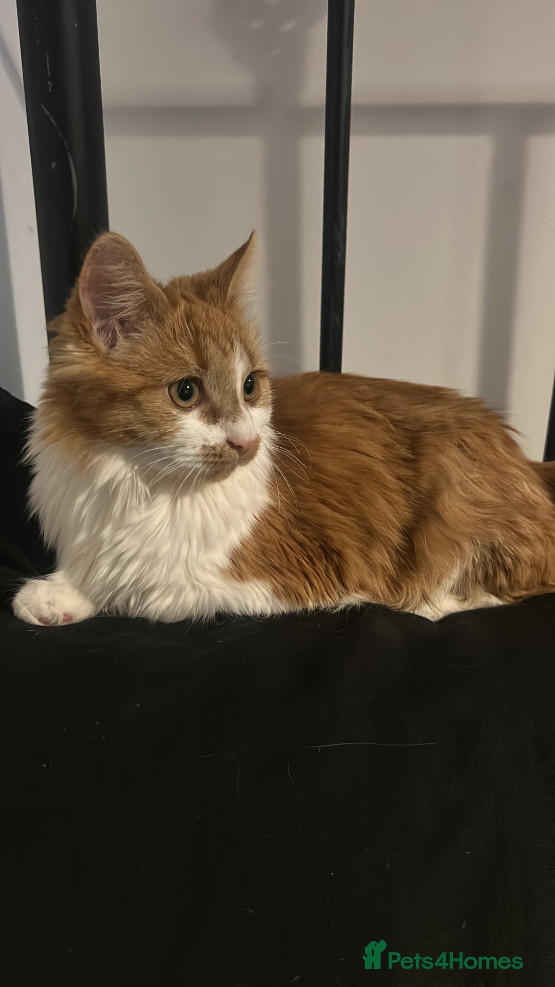 British Longhair cats for sale: Maeve - Advert 3
