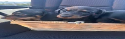 Dachshund dogs for sale: Dachshund  in Swadlincote - Advert 10