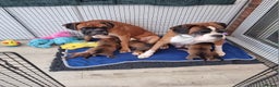 Boxer dogs for sale: Stunning Boxer Puppies  - Advert 2