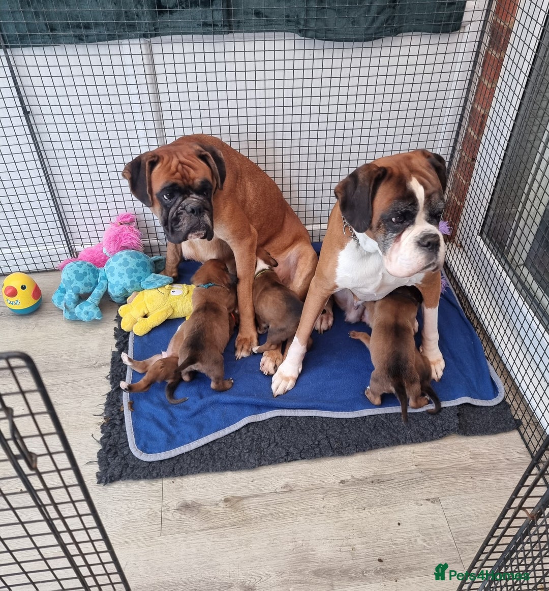 Boxer dogs for sale: Stunning Boxer Puppies  - Advert 2