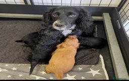 Cocker Spaniel dogs for sale: Beautiful Pedigree Cocker Spaniel’s  - Image 2