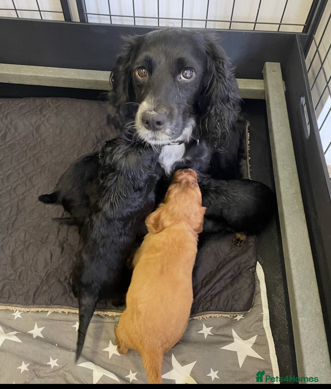 Cocker Spaniel dogs for sale: Beautiful Pedigree Cocker Spaniel’s  - Image 2