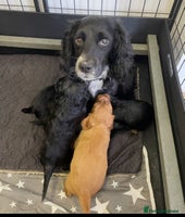 Cocker Spaniel dogs - Advert 4