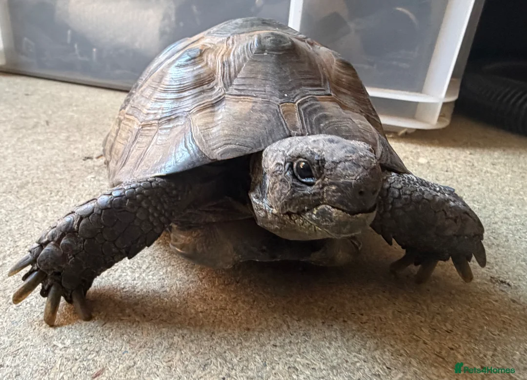 Tortoise reptiles for sale: Herman’s Tortoise and Vivarium in Portsmouth - Advert 1