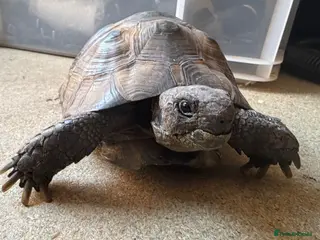 Tortoise reptiles Herman’s Tortoise and Vivarium - Advert 3