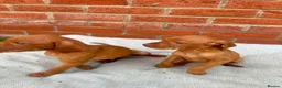 Hungarian Vizsla dogs for sale: KC registered Hungarian Vizsla puppies in Aberlour - Advert 10