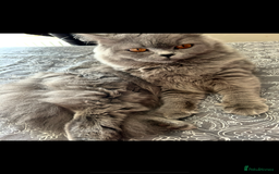 British Longhair cats for sale: Beautiful kittens  - Image 3