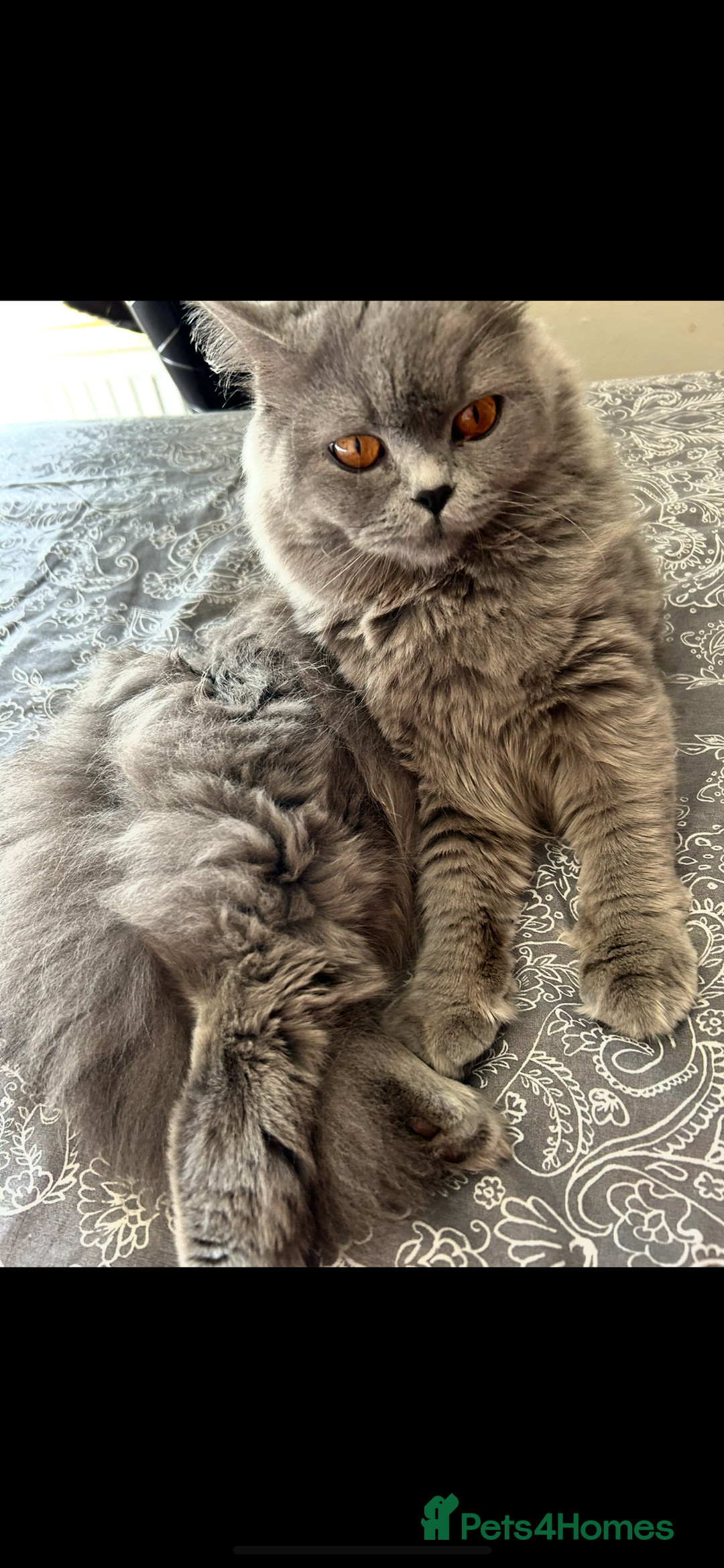 British Longhair cats for sale: Beautiful kittens  - Image 3