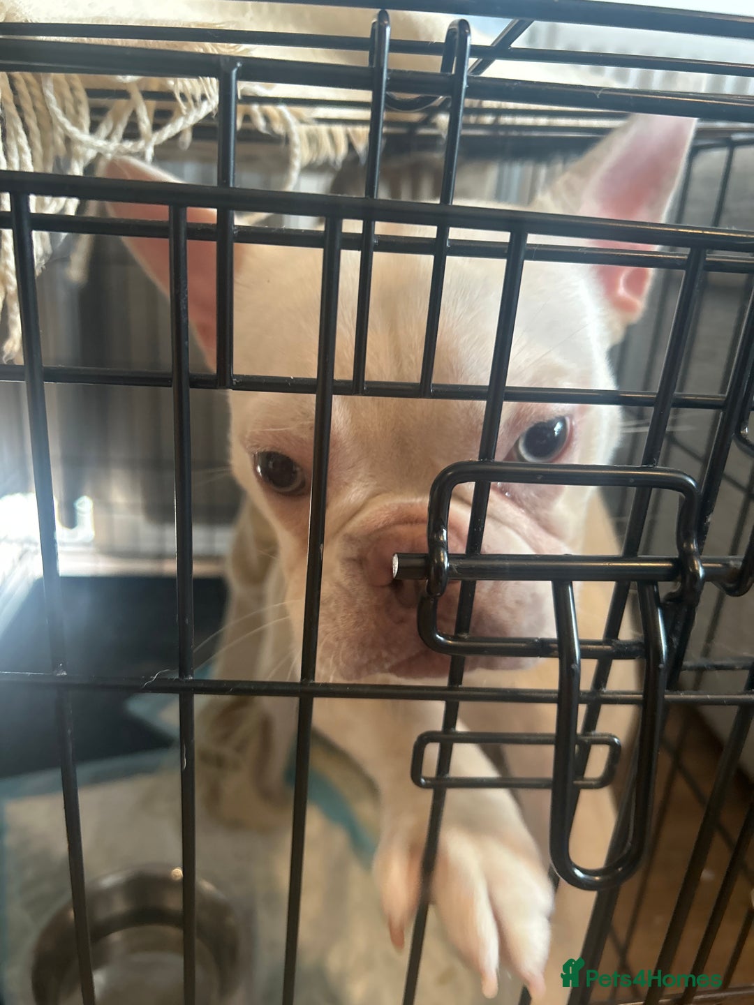 French Bulldog dogs for sale: Mr A Sinacola - Image 1