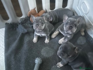 French Bulldog dogs french bulldog puppies - Advert 10