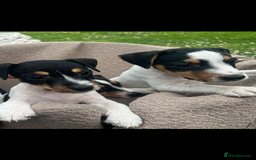Jack Russell dogs for sale: JACKRUSSELL PUPPYS in Shrewsbury - Image 1