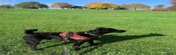 Mixed Breed dogs for adoption: 💙🐶 JAKE - Young Patterdale cross boy 🐶💙 in Wolverhampton - Advert 16