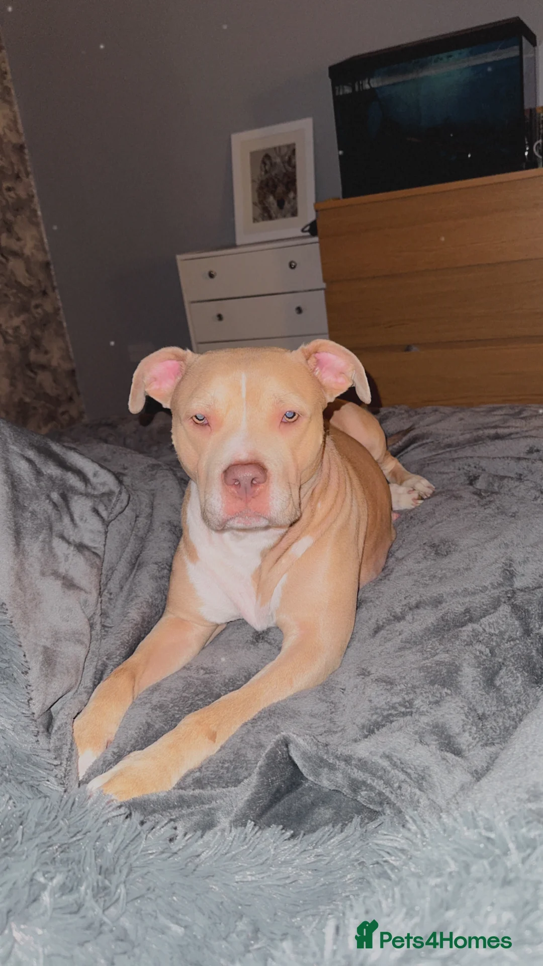 American Bulldog dogs for sale: Puppy’s  - Advert 3