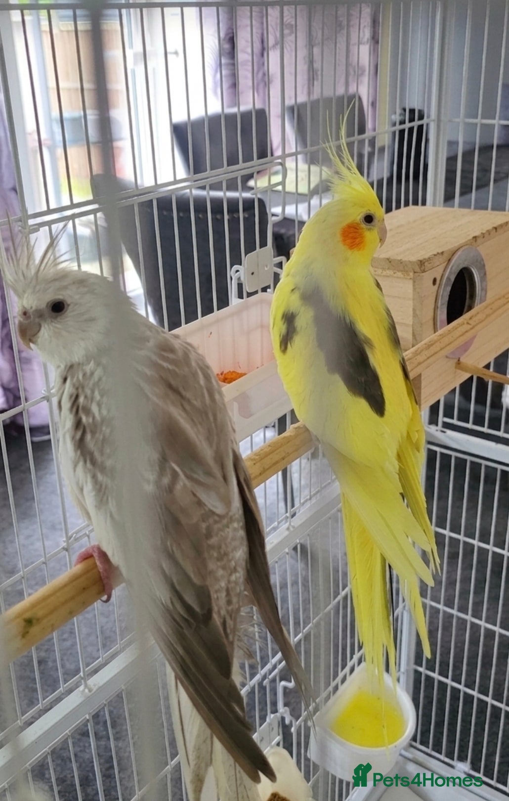 Cockatiels birds 2 cockatiels with cage  - Advert 10