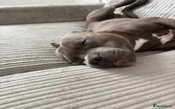 Staffordshire Bull Terrier dogs for sale: rocco - Image 3