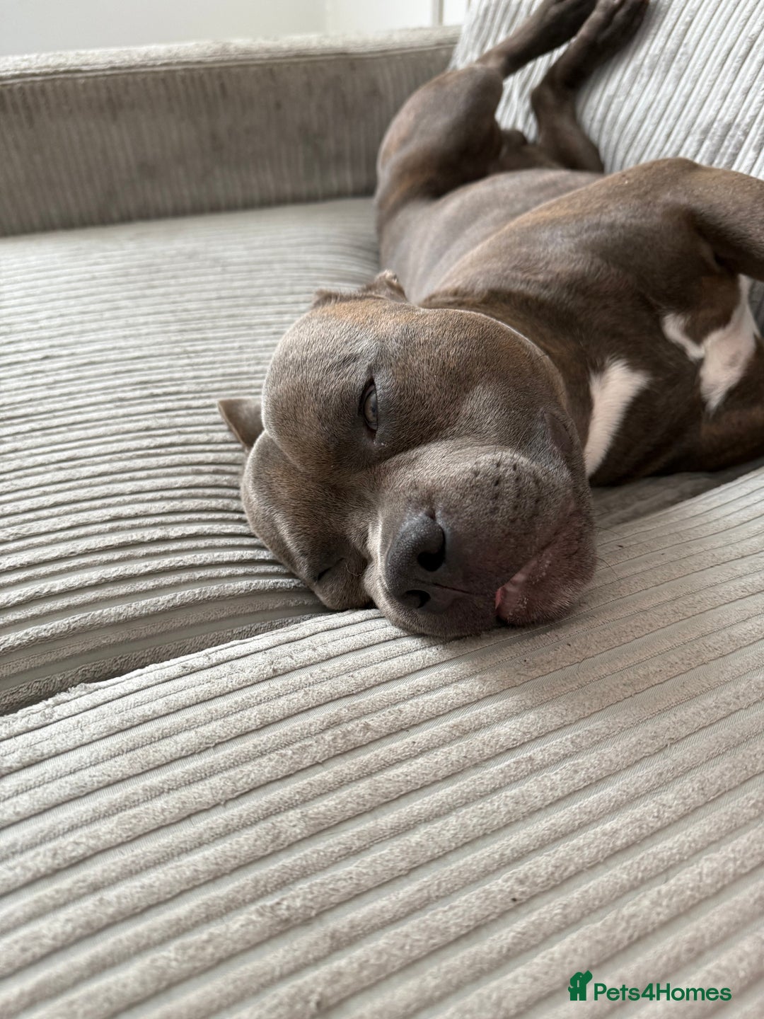 Staffordshire Bull Terrier dogs for sale: rocco - Image 3