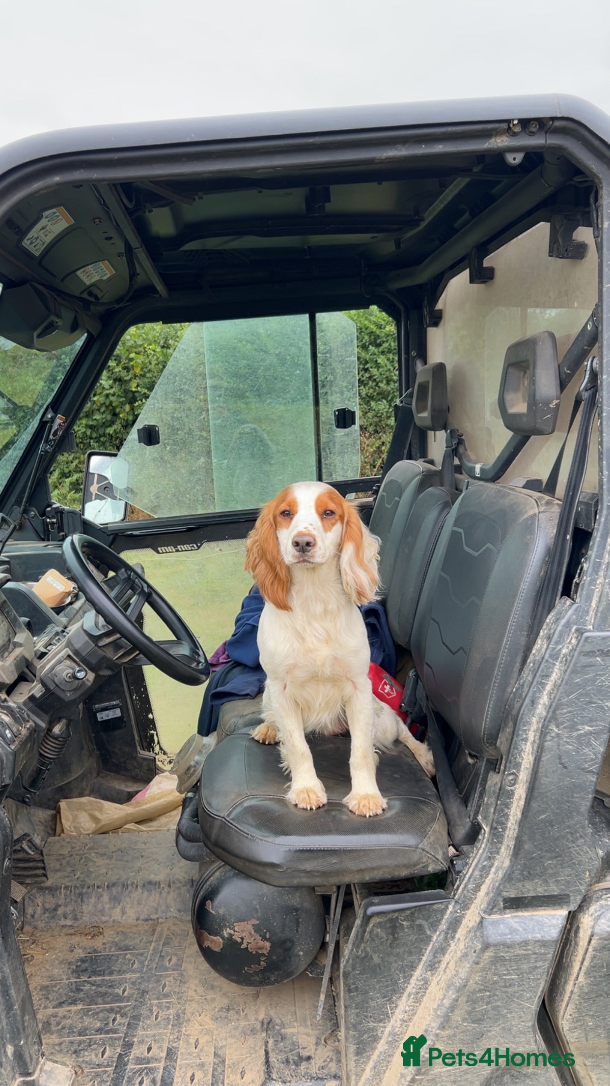 Cocker Spaniel dogs Gorgeous KC Cocker spaniel for Stud  - Advert 9