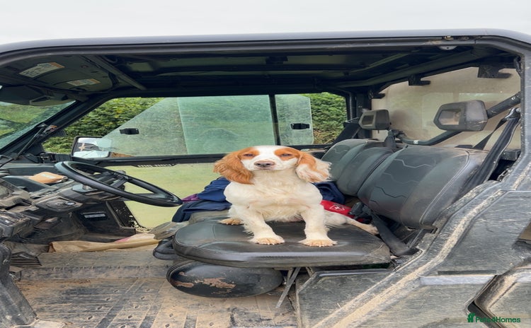 Cocker Spaniel dogs Gorgeous KC Cocker spaniel for Stud  - Advert 1