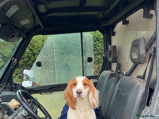 Cocker Spaniel dogs for stud: Gorgeous KC Cocker spaniel for Stud - Advert 1