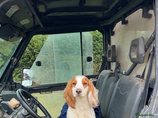 Cocker Spaniel dogs Gorgeous KC Cocker spaniel for Stud - Advert 22