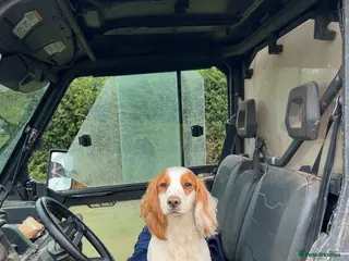 Cocker Spaniel dogs Gorgeous KC Cocker spaniel for Stud - Advert 3