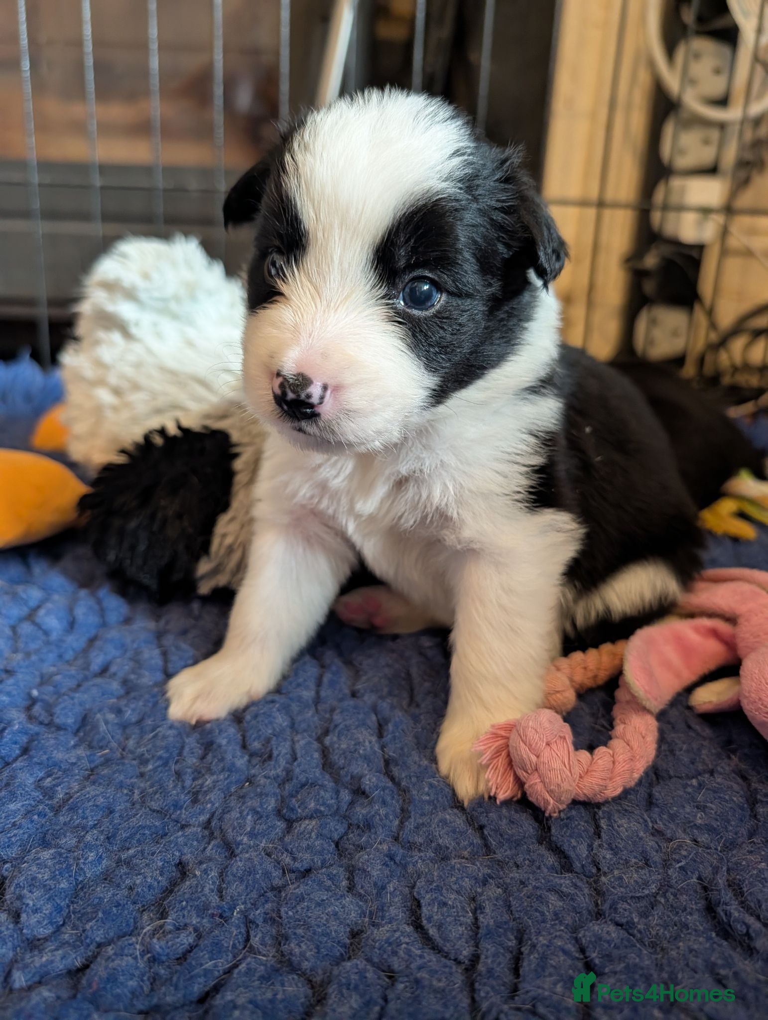 Border Collie dogs Traditional border collie puppies  - Advert 1