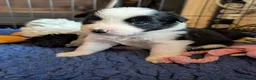 Border Collie dogs for sale: Traditional border collie pups. One boy ready now - Advert 3
