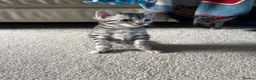 Bengal cats for sale: Full Bengal  in Dunstable - Advert 1