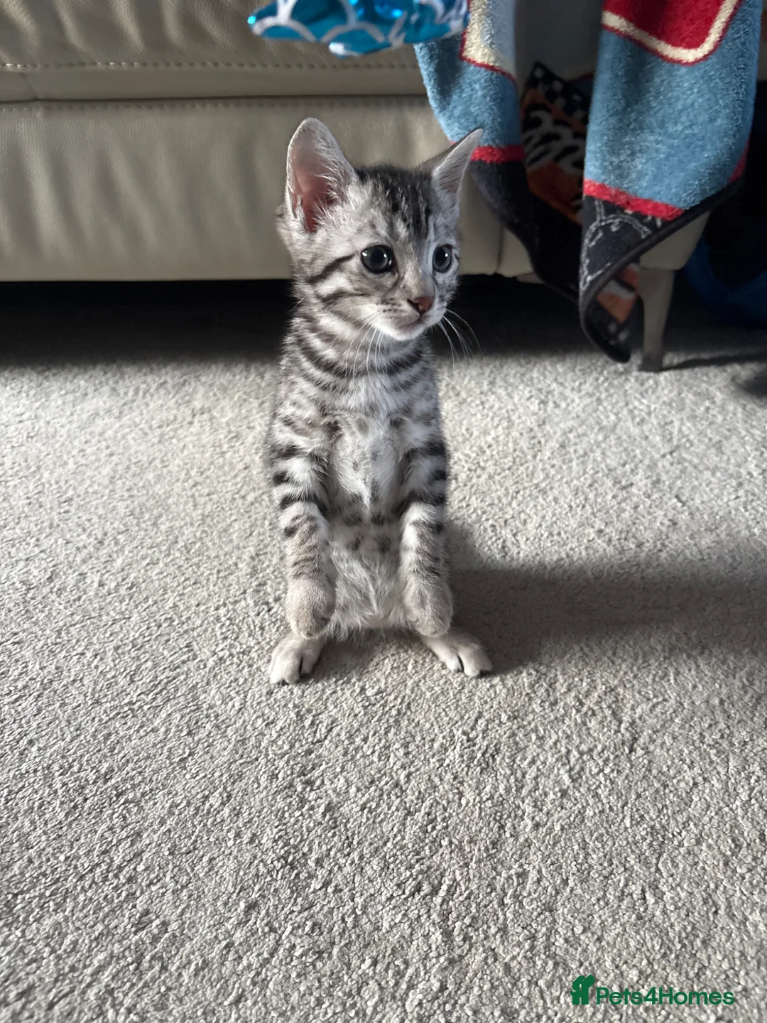 Bengal cats for sale: Full Bengal  in Dunstable - Advert 1