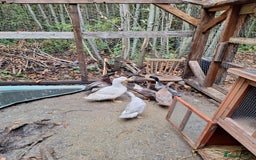 Ducks poultry for sale: Ducks available  - Image 1