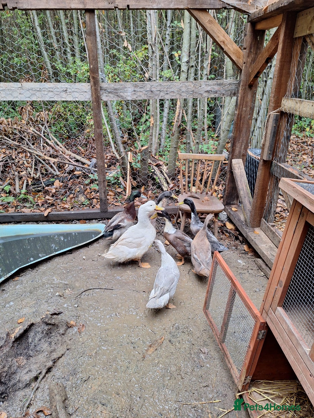 Ducks poultry for sale: Ducks available  - Image 1