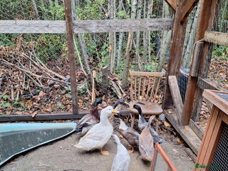 Ducks poultry - Advert 4