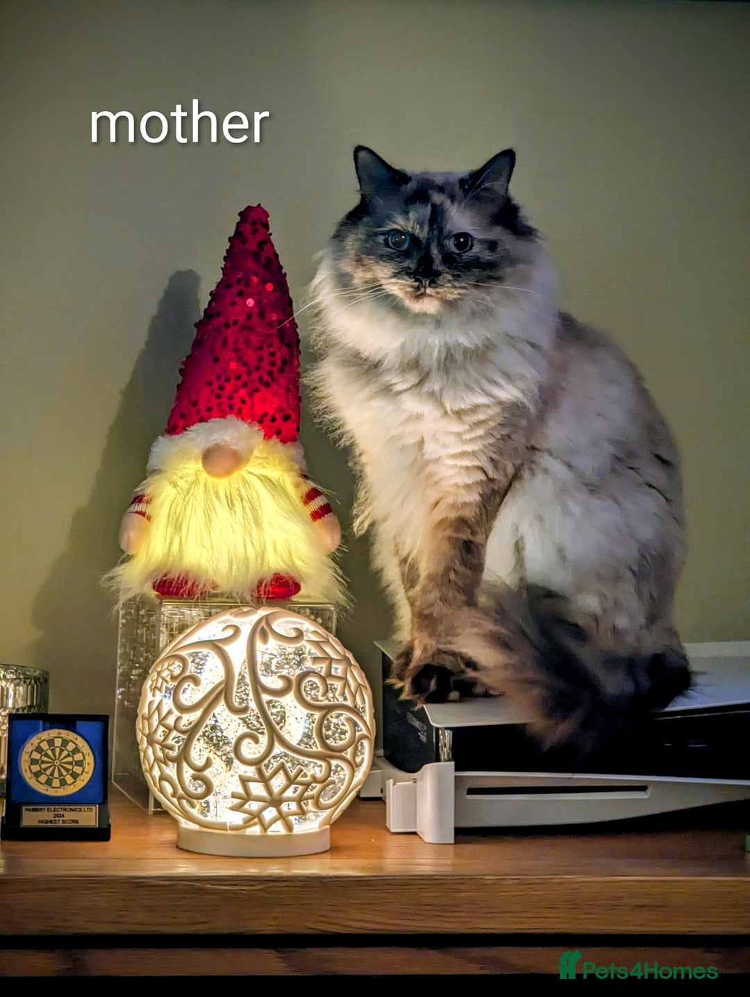 Ragdoll cats for sale: Ragdoll  - Advert 7