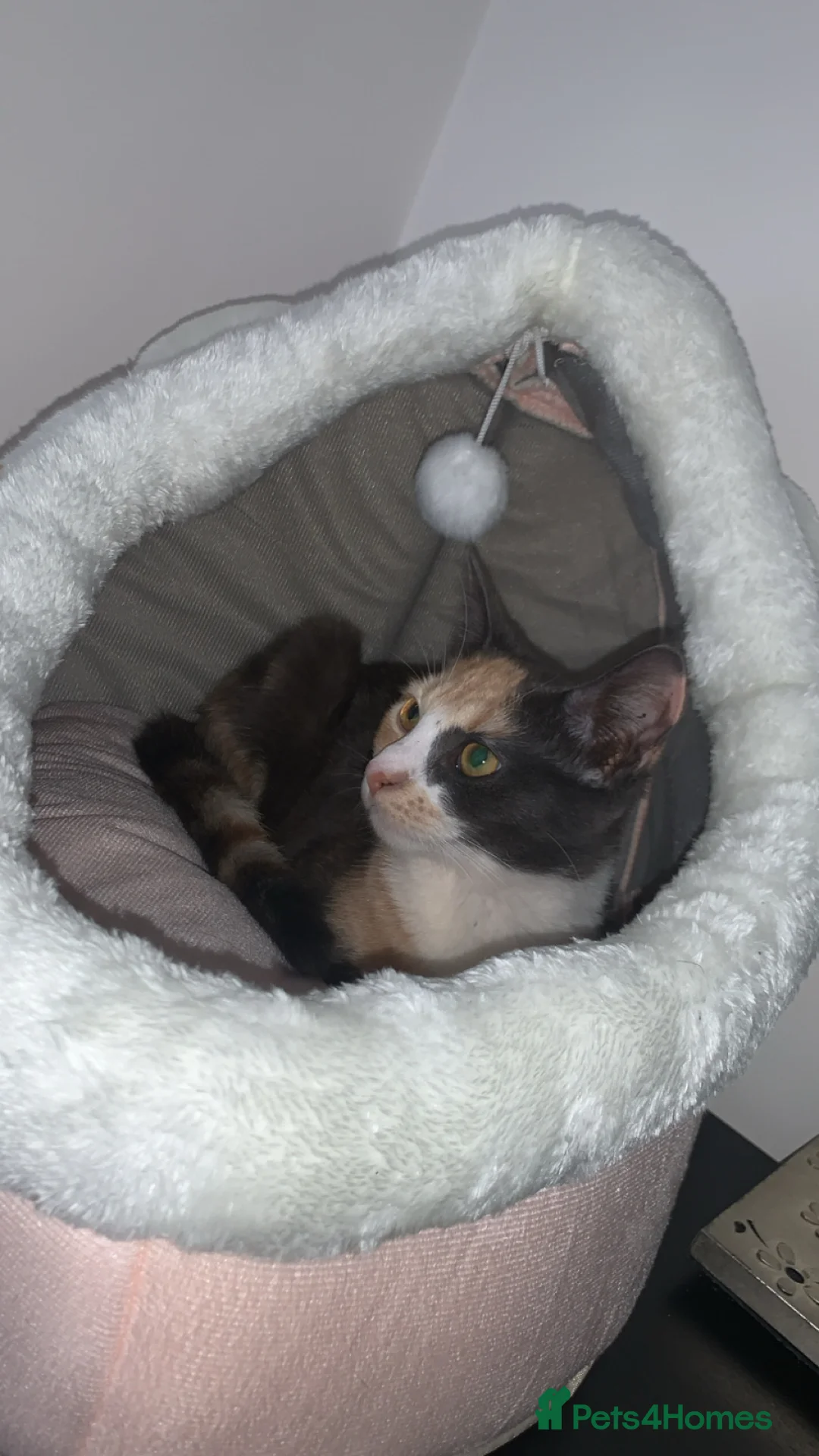 Mixed Breed cats for sale: Kittens  - Advert 2