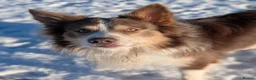 Border Collie dogs for sale: Sable and Tri border collie puppies  in Stockport - Advert 2