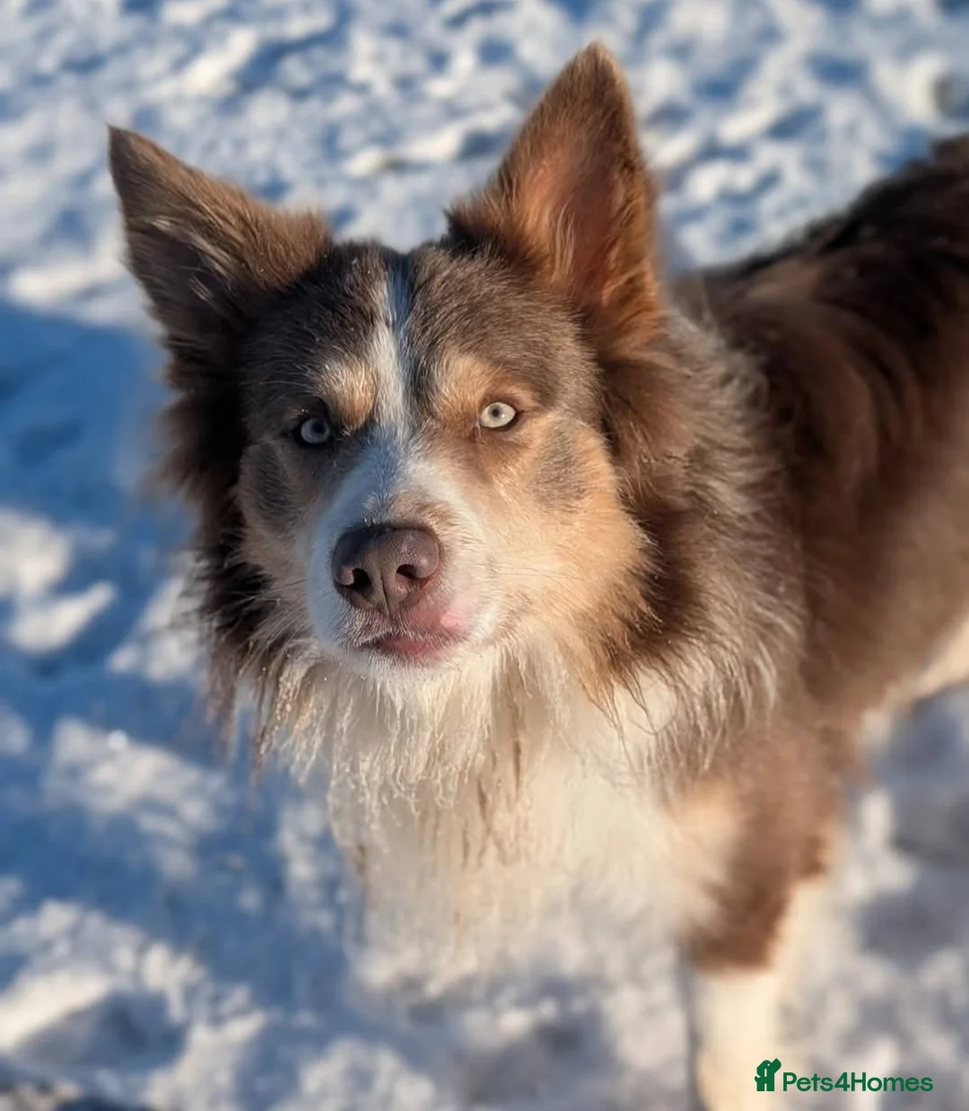 Border Collie dogs for sale: Sable and Tri border collie puppies  in Stockport - Advert 2