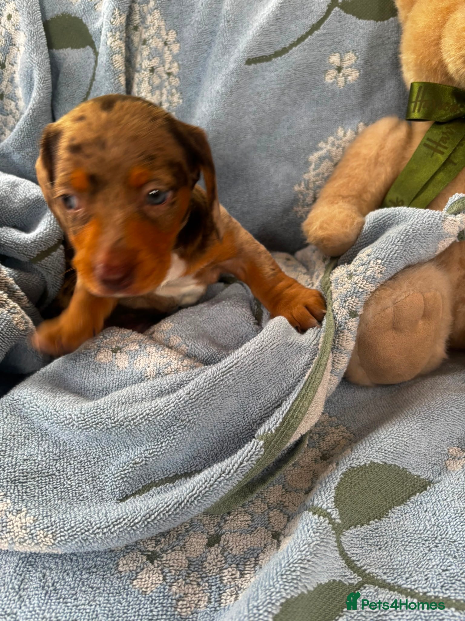 Miniature Dachshund dogs for sale: Miniature dachshund puppies - Advert 11