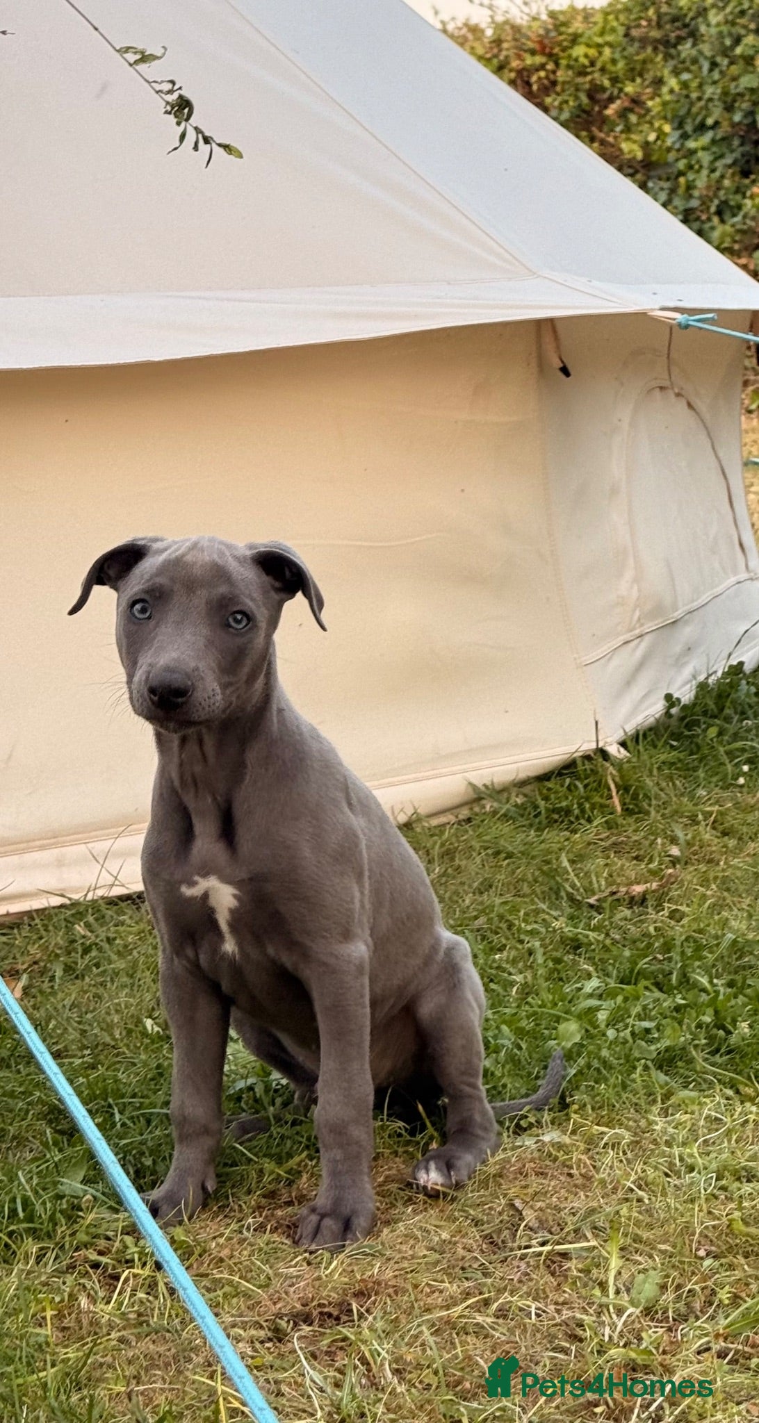 Whippet dogs Whippet puppy’s - Advert 12